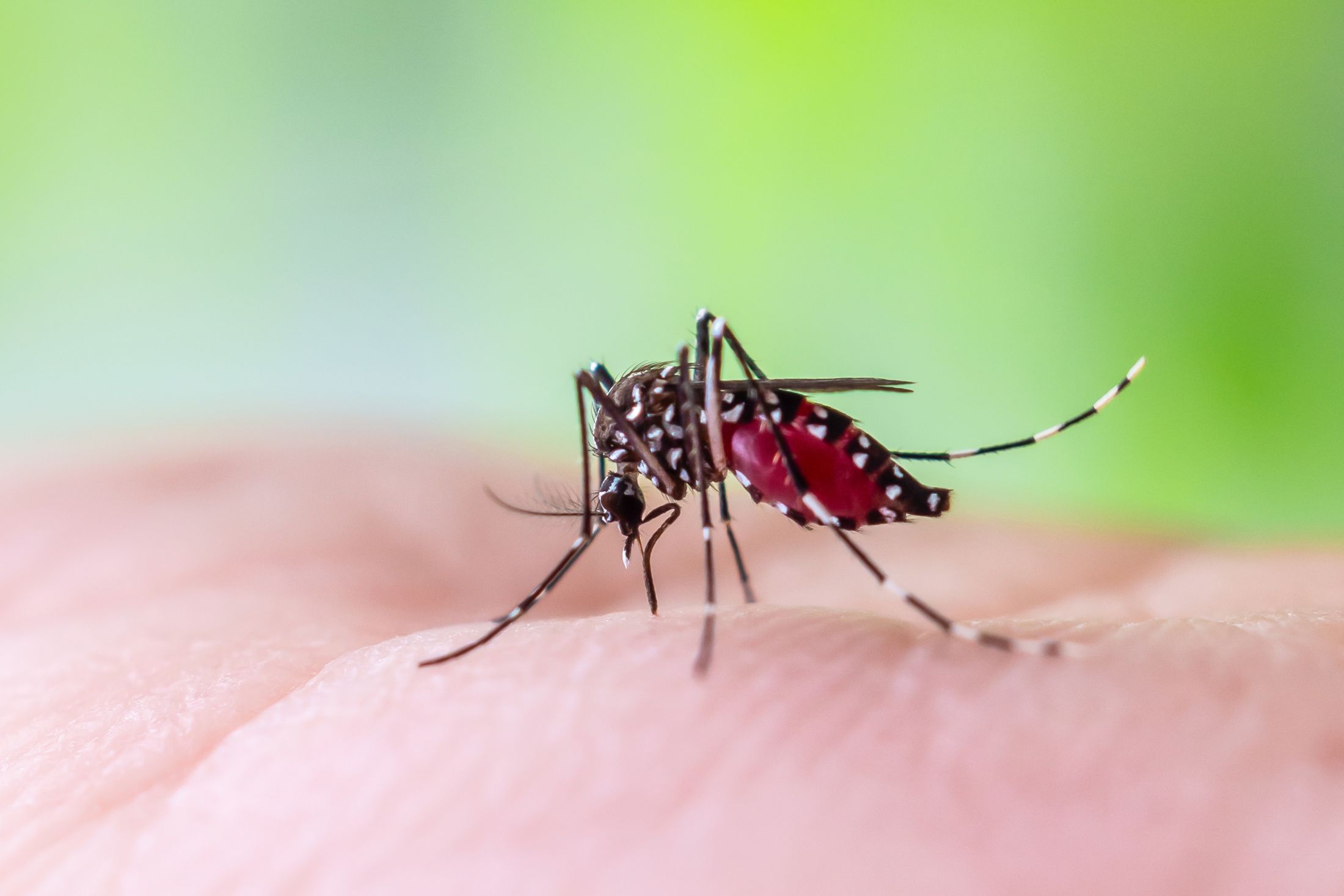 mosquito-malarai-2675378951.jpg